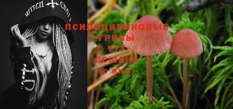 Псилоцибиновые грибы MAGIC MUSHROOMS  наркошоп  ОМГ ОМГ ссылка  Апрелевка 